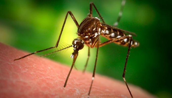 mosquito infestation - mosquito control